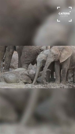 Photographer captures elephant playing through mud in South Africa