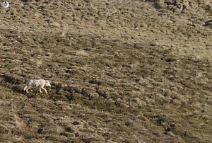 52K views · 2.4K reactions | Snow White Wolf ( Part 12) :- [ हिन्दी डाक्यूमेंट्री ] , #nature #animals #documentary #discovery #survivalsworld | worldnaturehdtv | Facebook