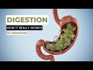 How Digestion Really Works | 3D Animation Explained