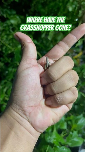 How millions of locusts move as one #wildlife #nature #insects