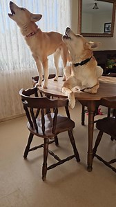 58K views · 1.7K reactions | It's important to know that not only are...