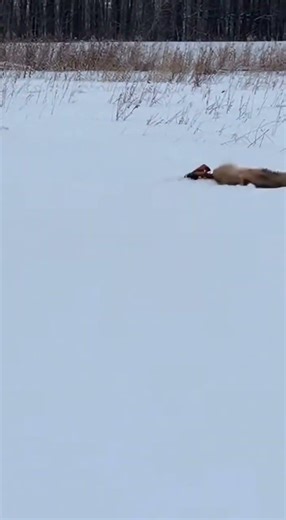 A fox leaps high and plunges headfirst into deep snow, accurately catching a hidden mouse