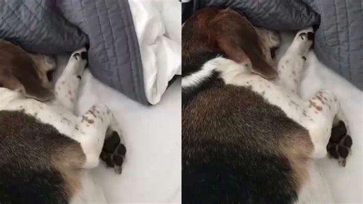 Sleeping Dog Blows Bubbles in Its Sleep