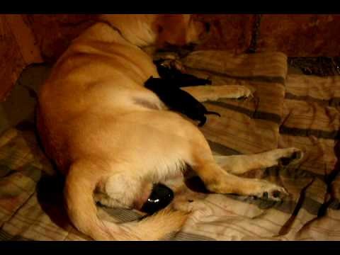 Naissance chien en direct - Live dog birth