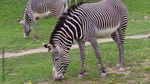 Herd of The Grevy's zebra (Equus grevyi) grazing on green grass.