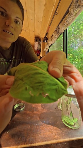 Raising monarch butterflies with my 3 year old
