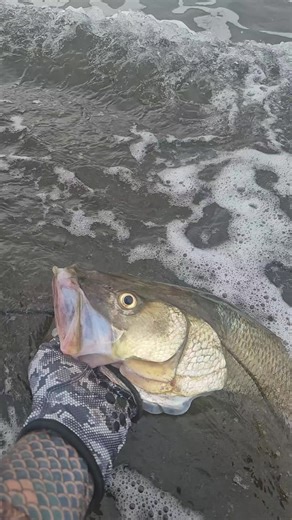 Pesca de Robalo en Costa Rica: Tips y Técnicas