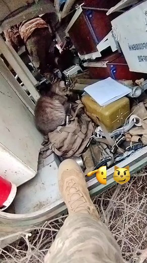 #зсу #🇺🇦 #україна #котик