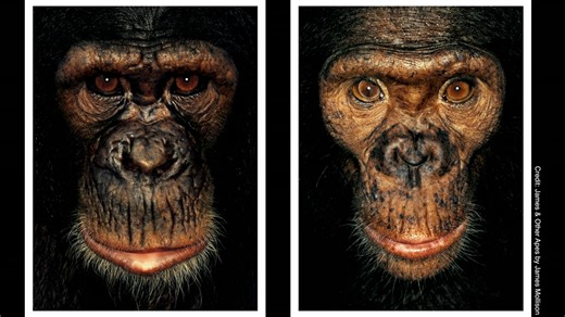 Why this lawyer says chimpanzees should have legal rights like humans