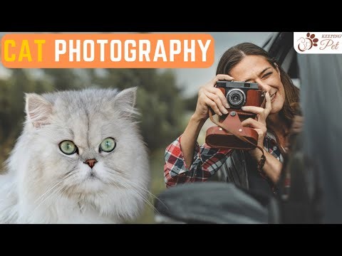 The Art of Cat Photography: Tips and Tricks for Capturing Your Feline's Best Moments