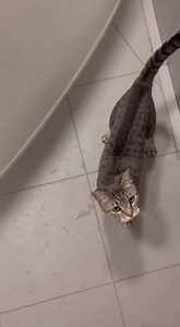 39K views · 429 reactions | A funny clip shows a cat reaching for a toy near the bathtub. Suddenly, it slips and falls inside, splashing around in surprise as onlookers laugh and record the chaotic moment. *This is generated by AI for entertainment purposes.* #CatFail #BathtubChaos #FunnyAnimals #CaughtOnCamera #ViralVideo #TrendingNow | Chris & Che Media | Facebook