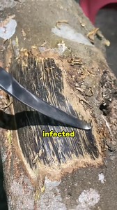 the most expensive tree on earth | Worlds Mysteries