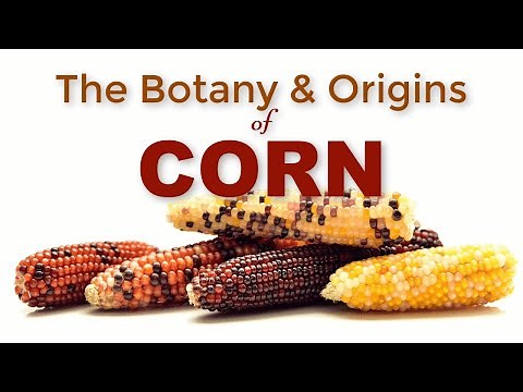 The History of Corn (Maize) [Origins and Botany].
