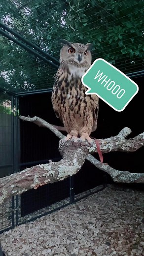 onceinawildzoo on TikTok