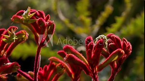 Stunning beautiful 4 K footage isolated colorful of bee sucking pollinating sweet pollen from red rose Kangaroo Paws (Scientific name Anigozanthos) flowers at the early morning light at King's Park b