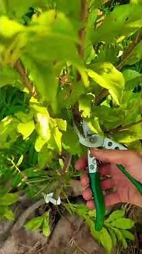 First Summer Pruning for an Apricot Tree | Don’t overthink it!