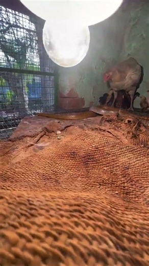 Baby Chiken vs Indian Rat Snake #highlightseveryone #animalrescue #chiken #wildliferescue #snake