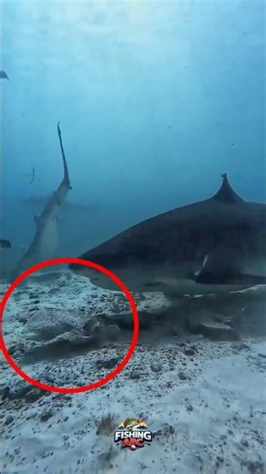 200 VOLTS FISH?! 😱😱😱 #fishing #fish #youtubeshorts