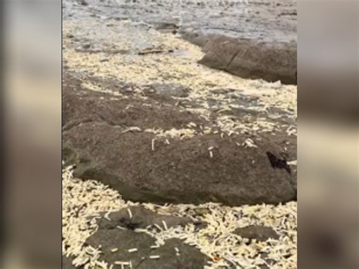 Instead of sand: beach covered in French fries and onions