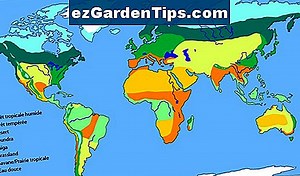 Les plantes qui vivent dans un climat subtropical humide 🌱 Conseils Jardiniers - Fr.ezGardenTips.com