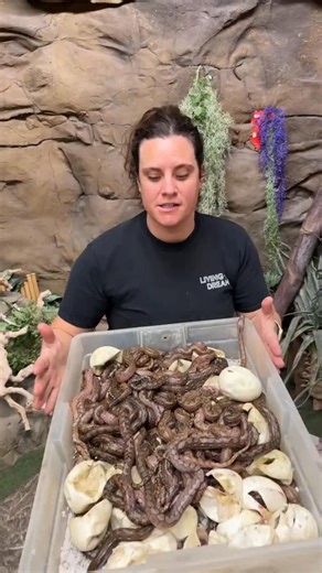 Just got a bunch of newly hatched baby Dwarf Reticulated Pythons! 🐍 💕 While they look like tiny versions of their massive cousins, dwarf retics are a whole different ballgame. They’re a naturally smaller island subspecies, meaning even as adults they’ll typically stay between 4 to 7 feet long, a much more manageable size compared to mainland retics, which can grow over 20 feet long! Their smaller size comes with the same incredible patterns and curious personalities, just in a more compact pac