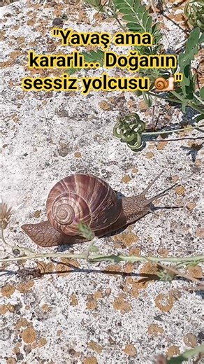 Nature's Silent Traveler: The Close-Up World of the Snail 🐌