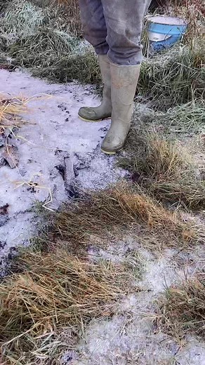 Merry Christmas from Pure Donkey Videa Productions