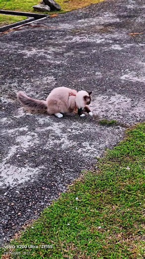 Did i just bought a defunct ragdoll?? #CapCut #ragdoll #pet