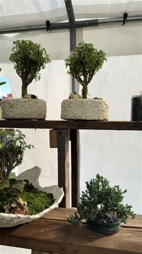 Explore Unique Bonsai Plants in Miami