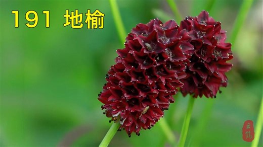 191 地榆——又名黄瓜香、山地瓜的蔷薇科草本