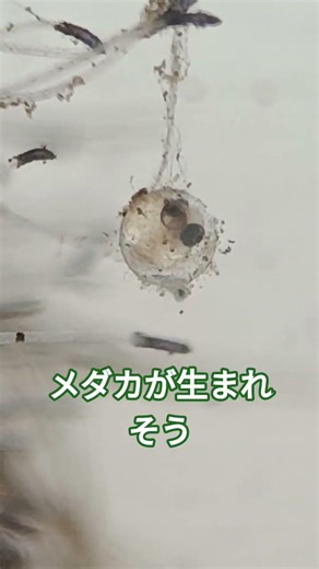 メダカの目が見えたから多分生まれそう#メダカ#針子#稚魚
