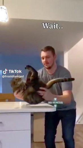 Video Lucu Kucing Muter-Muter