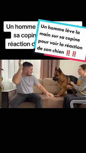 #CapCut #chien #chien #dog #dogsoftiktok #fight #reaction #experience #security #protection #emouvant