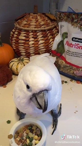 #ad #ZuPreemSmartSelects ZuPreem is part of my healthy diet & I love NutriSmart! #birdfood #diet #nutrition #parrots #petsoftiktok #birds #cockatoo