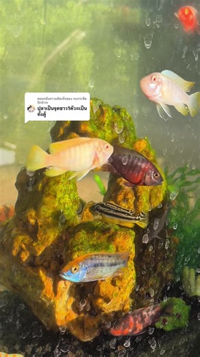 รักษาปลาป่วยด้วยวิธีธรรมชาติได้หรือไม่?