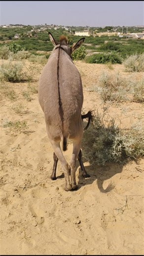 ​Amazing Nature Moments: Donkey Pair #trending #animals #success #viral #foryou #pets