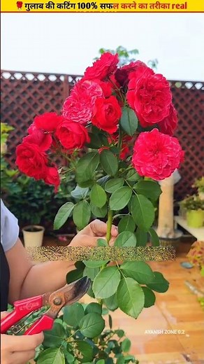 🌹Create a new plant from a rose branch real hack #ytshorts #cuttingskills