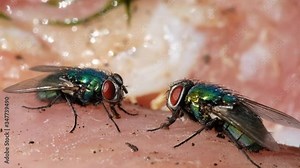 Greenbottle blw flies and house flies eating rotting chicken meat and laying eggs in warm sunny conditions. UK.