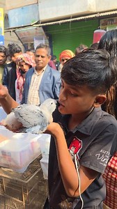 আজব এক পাখির ছানা নিয়ে এসেছে আলী'রাজ। #reels #birds #parrot #viral | Exotic Pets Aviary