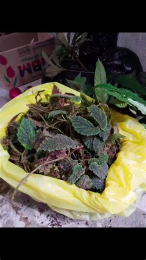 #Mini fern #Rare Fern #Exotic fern #Moss #Bucephalandra plant Plant Plant Bogor west Java Ship to worldwide By UPS / AIR CARGO @jungle_Plantstore88 Chat/phone; 62 89660233937
