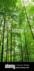 Bamboo Forest, Sagano