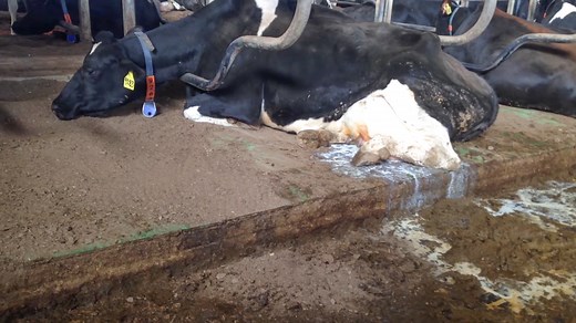 Carton of Cruelty: Behind Big Dairy's Closed Doors