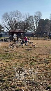 I just wanted to jump in for a minute and show you a little bit of what I get to see every day. You all get to see the videos of the huskies being cute, being sassy, and just being huskies. What I get to see is the crew behind the scenes building trust with them. I get to watch them teach these huskies that sometimes… people are okay. I see the crew do incredible things every single day, and today I wanted to share a small piece of that with you. SBG is our maintenance guy, but he’s also one of 
