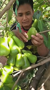 Jambu Air Varietas Unggulan Green Giant Super Manis #jambugreengiant #pertanian #tipsberkebun #trikpintar #berkebun #reels #viral | Kodam Grow