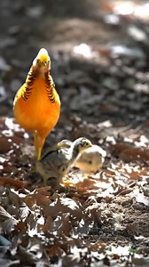 Golden pheasants | Nature And Wildlife