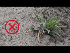 How to plant pineapples correctly