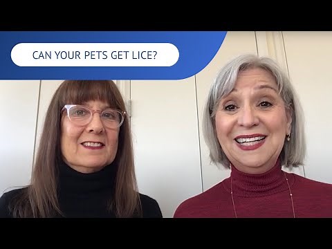 Can Your Pets Get Lice? | LiceDoctors