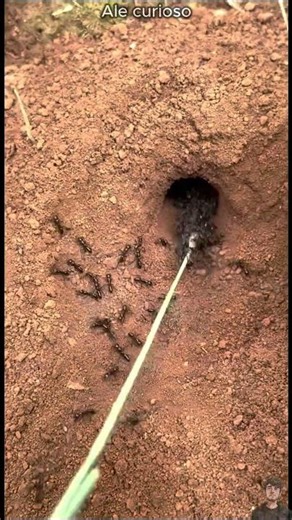 ⚠️ O Que Surgiu Desse Buraco Vai Te Arrepiar