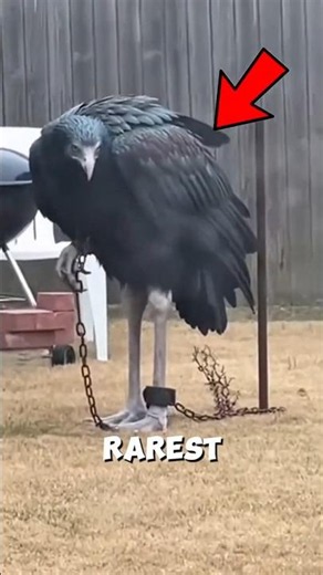 Top 3 Rarest Birds Ever Seen 🐦🪶