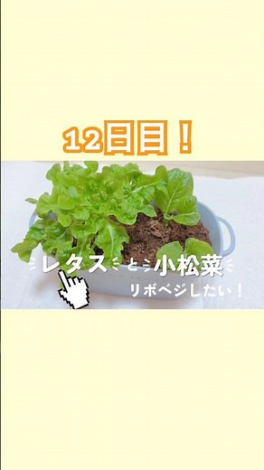 【リボベジ】レタス＆小松菜🥬12日目の記録 #家庭菜園初心者